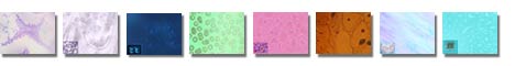 Free Histology PowerPoint Templates