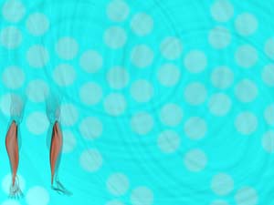 Soleus Muscle Title Content PowerPoint Template