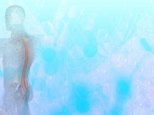 Spinalis Muscle Title Content PowerPoint Template