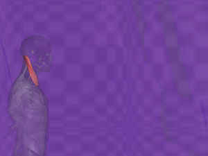 Sternocleidomastoid Muscle Title Content PowerPoint Template