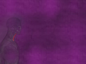 Sternohyoid Muscle Title Content PowerPoint Template