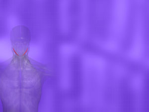 Stylohyoid Muscle Title Content PowerPoint Template