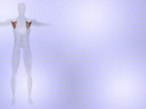 Subscapularis Muscle Title Content PowerPoint Template