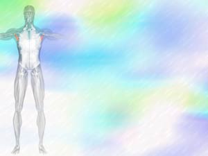 Teres Minor Muscle Title Content PowerPoint Template