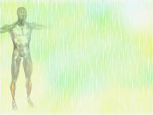 Tibialis Posterior Muscle Title Content PowerPoint Template