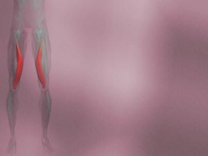 Vastus Medialis Muscle Title Content PowerPoint Template