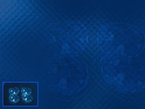 Cells Title Content PowerPoint Template