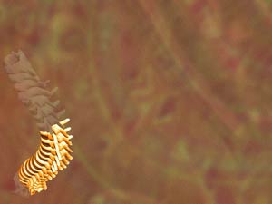 Lumbar Region Title Content PowerPoint Template