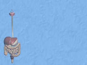 Digestive System Title Content PowerPoint Template