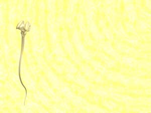 Spinal Cord Title Content PowerPoint Template