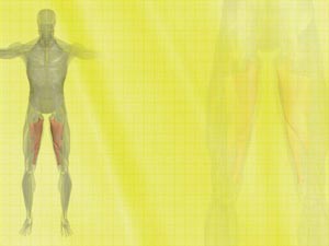 Adductor Magnus Muscle Title Content PowerPoint Template