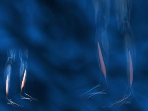 Flexor Hallucis Longus Muscle Title Content PowerPoint Template