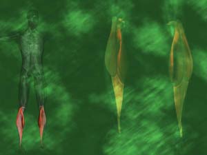 Gastrocnemius Muscle Title Content PowerPoint Template