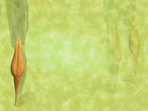 Gastrocnemius Muscle Title Content PowerPoint Template