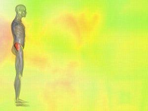 Gluteus Medius Muscle Title Content PowerPoint Template