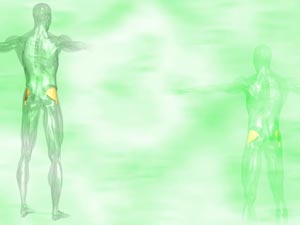 Gluteus Minimus Muscle Title Content PowerPoint Template