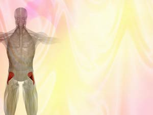 Gluteus Minimus Muscle Title Content PowerPoint Template