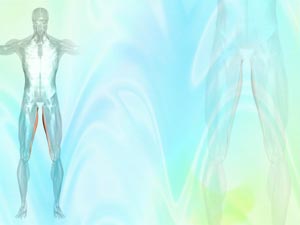 Gracilis Muscle Title Content PowerPoint Template