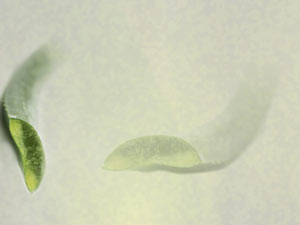 Aloe Vera Title Content PowerPoint Template