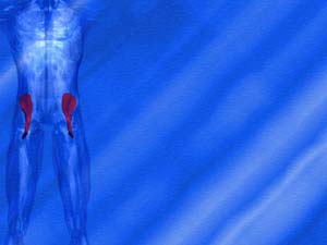 Iliacus Muscle Title Content PowerPoint Template