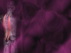 Iliocostalis Muscle Title Content PowerPoint Template