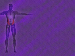 Internal Oblique Muscle Title Content PowerPoint Template