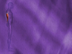 Latissimus Dorsi Muscle Title Content PowerPoint Template