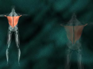 Latissimus Dorsi Muscle Title Content PowerPoint Template