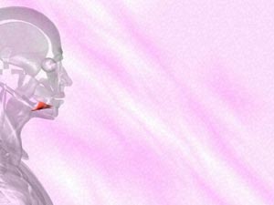 Mylohyoid Muscle Title Content PowerPoint Template