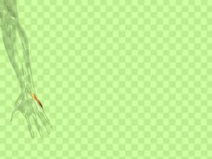 Opponens Digiti Quinti Muscle Title Content PowerPoint Template