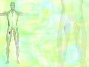 Pectineus Muscle Title Content PowerPoint Template