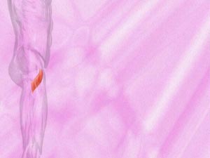 Pectineus Muscle Title Content PowerPoint Template