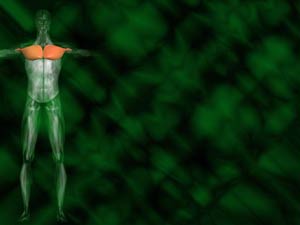 Pectoralis Major Muscle Title Content PowerPoint Template