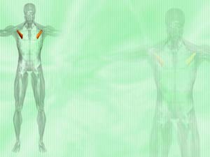 Pectoralis Minor Muscle Title Content PowerPoint Template