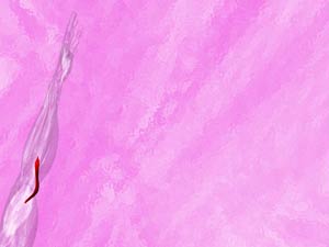 Pronator Teres Muscle Title Content PowerPoint Template