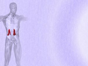 Quadratus Lumborum Muscle Title Content PowerPoint Template