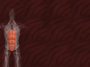 Rectus Abdominis Muscle Title Content PowerPoint Template