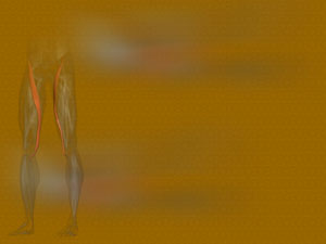 Sartorius Muscle Title Content PowerPoint Template