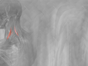 Scalenus Anterior Muscle Title Content PowerPoint Template