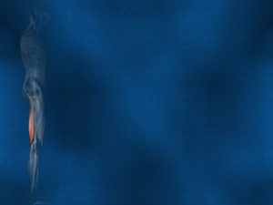 Semimembranosus Muscle Title Content PowerPoint Template