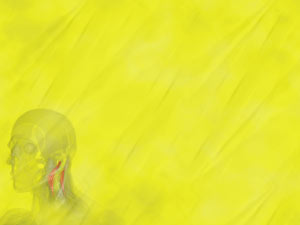 Semispinalis Cervicis Muscle Title Content PowerPoint Template